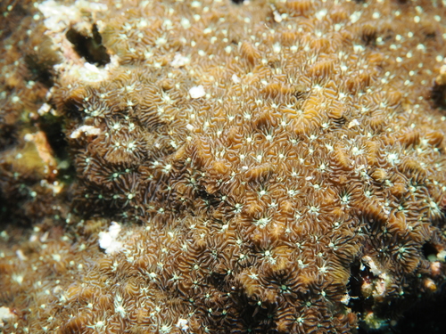 Pavona chiriquiensis observed 2026-07-14