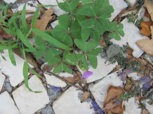 Oxalis latifolia