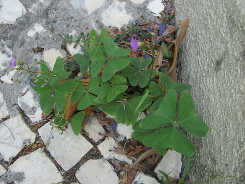 Oxalis latifolia
