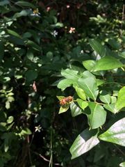 Eristalinus quinquestriatus