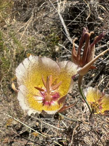 Calochortus weedii, photograph 5