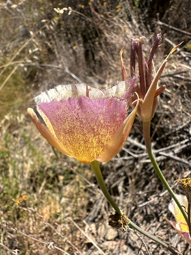 Calochortus weedii, photograph 6