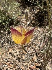 Calochortus weedii, photograph (c) Melanie J. Davis, some rights reserved (CC BY)