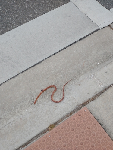 Red Cornsnake observed by dimashqfangirl