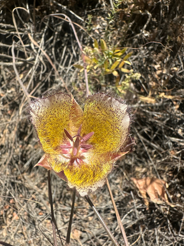 Calochortus weedii, photograph 3