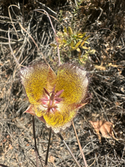 Calochortus weedii, photograph (c) Melanie J. Davis, some rights reserved (CC BY)