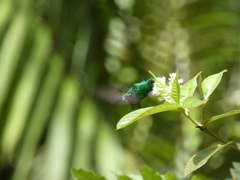 Chlorostilbon assimilis