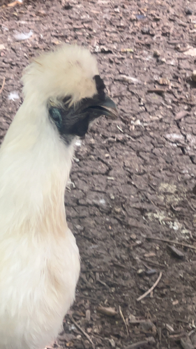 Domestic Chicken