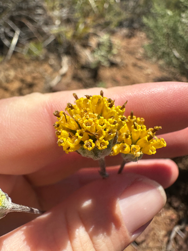 Hymenopappus filifolius, photograph 5