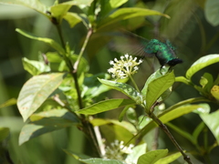 Chlorostilbon assimilis