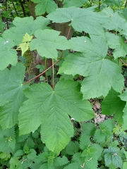 Acer pseudoplatanus