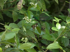 Chlorostilbon assimilis