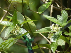 Chlorostilbon assimilis