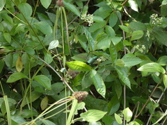 Chlorostilbon assimilis