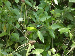 Chlorostilbon assimilis