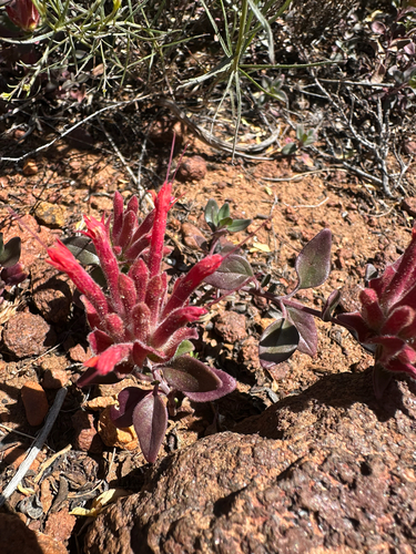 Monardella macrantha, photograph 1
