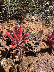Monardella macrantha