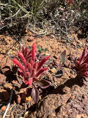 Monardella macrantha, photograph (c) Melanie J. Davis, some rights reserved (CC BY)