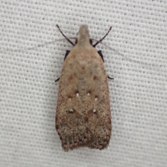 Dichomeris ventrellus