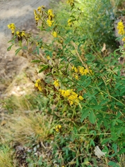Cytisus nigricans, photograph (c) carnifex, some rights reserved (CC BY)