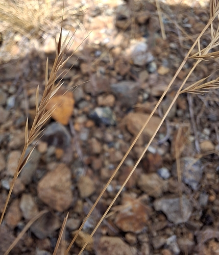 Festuca microstachys observed 2026-07-11