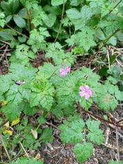 Geranium robertianum