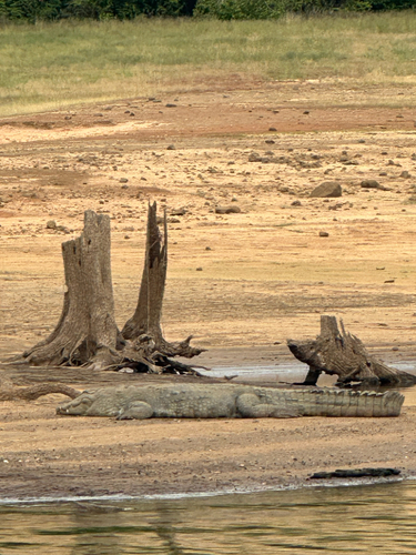 Mugger Crocodile