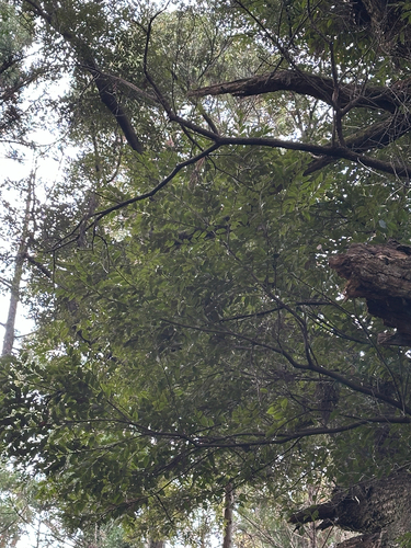 Castanopsis sieboldii, photograph 6