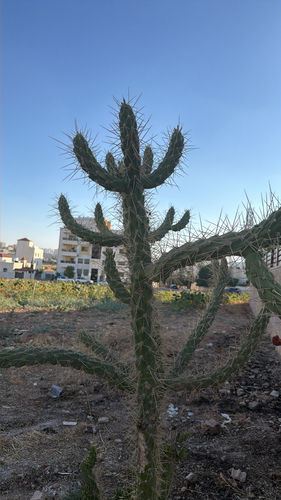 Eve's Needle Cactus