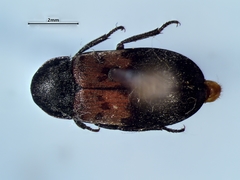 Dermestes lardarius