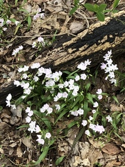 Claytonia caroliniana