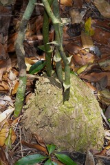 Dioscorea mexicana, photograph (c) Lon Brehmer, some rights reserved (CC BY)