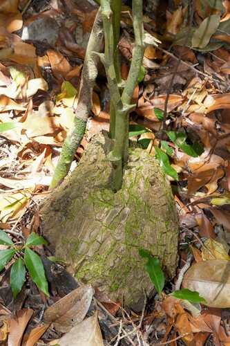Dioscorea mexicana, photograph 2