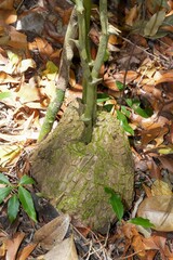 Dioscorea mexicana, photograph (c) Lon Brehmer, some rights reserved (CC BY)