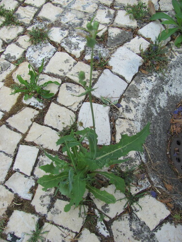 Sonchus oleraceus
