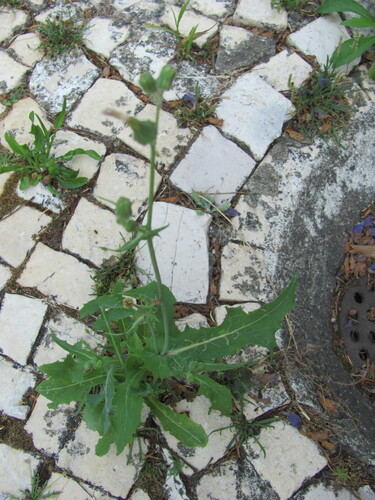 Sonchus oleraceus