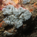 Diplosoma spongiforme - Photo (c) Bernard Picton, some rights reserved (CC BY), uploaded by Bernard Picton