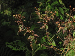 Chaetogastra ciliaris