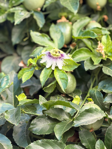 common passionfruit