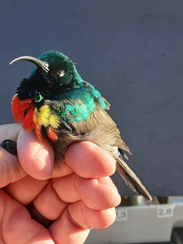 Greater Double-collared Sunbird