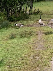 Branta canadensis