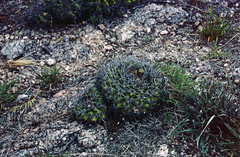 Gymnocalycium mostii