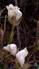 Acanthophippium striatum