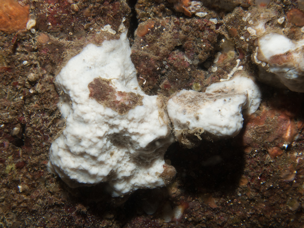 Thymosia guernei