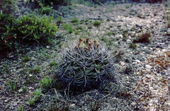 Gymnocalycium mostii