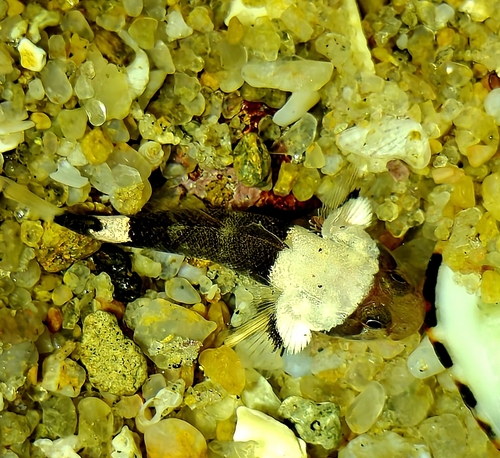 Scorpaenodes parvipinnis observed 2026-07-14