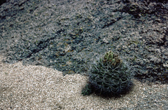 Gymnocalycium mostii