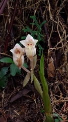 Acanthophippium striatum