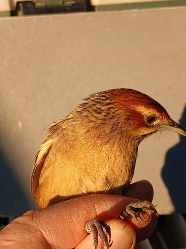 Cape Grassbird