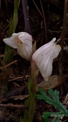 Acanthophippium striatum